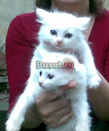 Котята ищут преданных хозяев Калуга