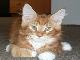 Котята кунята превью 4822.