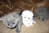 Котята породы шотландская вислоухая превью 116141.