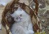 Персидские котята-экзоты превью 134196.