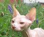 Котик канадского сфинкса превью 144968.