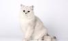 Британский кот приглашает кошечек на вязку превью 151618.