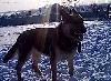 Щенки восточно-европейской овчарки превью 365195.