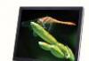 Монитор Acer AL1751 17" превью 454550.