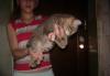 Котята курильского бобтейла превью 521055.