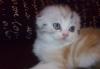 Котята скоттиш-фолд редких окрасов превью 520860.