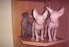 Peterbald-котята превью 555635.