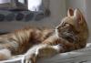 Котята мейн кун превью 555746.