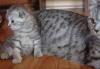 Котенок шотландский вислоухий превью 563486.