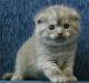 Шотландские вислоухие котята (scottish-fold) превью 568338.