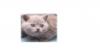 Котята превью 568411.