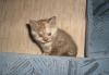 Британский котенок - плюшевое чудо превью 572564.