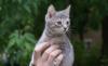 Котёнок-кошка превью 576488.