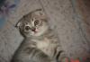 Котята 1.5 мес превью 587731.