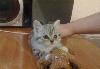 Британские котята превью 63106.