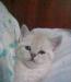 Самые симпатичные Британские котята превью 620080.
