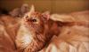 Котенок (мальчик) 3 месяца превью 623969.