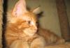 Котята породы мейн-кун превью 643360.