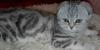 Котята превью 652495.