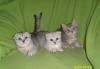 Котята Скоттиш-фолд превью 655210.