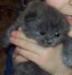 Котята персидские голубые и серебристо-голубые превью 672980.