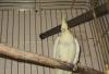 Попугай корелла с большой клеткой превью 712194.