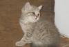 Британские короткошерстные котята превью 716920.