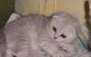 Котята превью 717529.