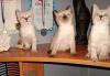 Котята превью 723614.