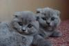 Симпатичные котята ждут своих хозяев превью 725199.