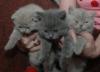 Британские породистые котята превью 745064.