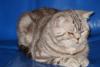 Кот Чемпион  ( 2 х cacib ) страйт для вязки превью 755720.