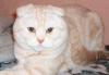 Котята шотландской вислоухой превью 757911.