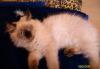 Невские маскарадные котята превью 782037.