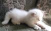Персидский котенок превью 793837.