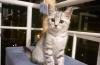 Шотландский короткошерстный котенок превью 796581.