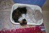 Отдам домашних котят бесплатно превью 797080.