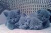Котята британские и вислоухие превью 804204.