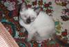 Котенок превью 827309.