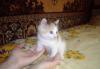 Котенок, 1,5 мес. бело-черно-медный.бесплатно превью 849360.