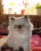 Персидский котенок превью 860364.