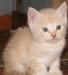 Котёнок 1 мес. (мальчик) превью 871853.