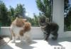Котята курильского бобтейла превью 870388.