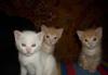 Месячные котики и одна кошечка превью 902445.