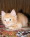 Котёнок, мальчик, 1 мес превью 931371.