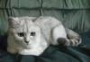 Британские котята превью 932162.
