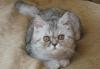 Котёнок британский превью 951423.
