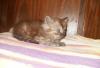 Персидский котёнок превью 952647.