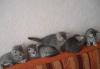 Британские котята превью 958391.