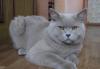 Клубные котята от титулованных родителей превью 962539.